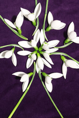 Snowdrops on purple background