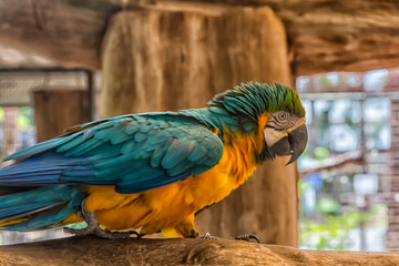 orange and blue parrot