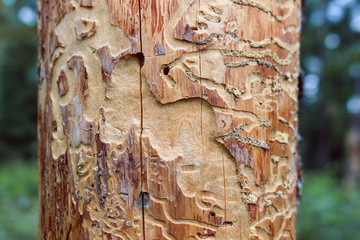 Wormholes tree