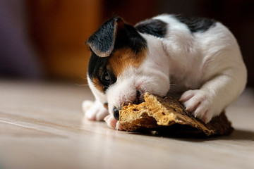 The puppy eats a bone. Dog Jack Russell Terrier.