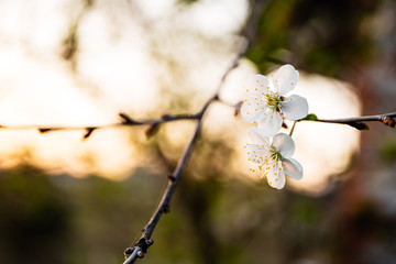 Flowers of the cherry blossoms on a spring day