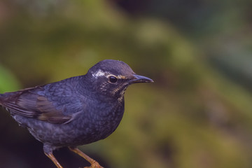 view of a beautiful bird in nature