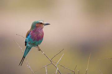 Lilac-breated roller in Samburu National Park in Kenya