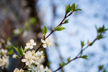 Flowers of the cherry blossoms on a spring day