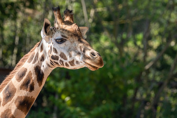 Portrait de girafe