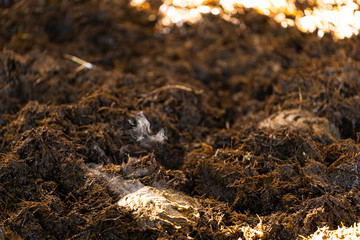 Rindermist im Tiefmist-Stall