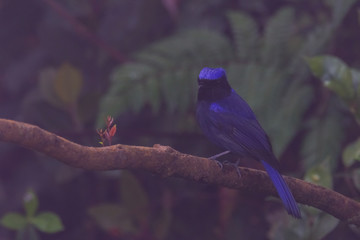 view of a beautiful bird in nature