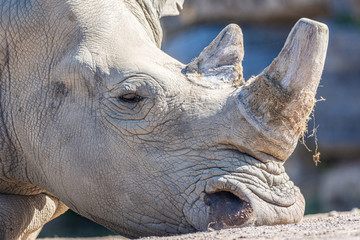 rhinoc&eacute;ros au repos