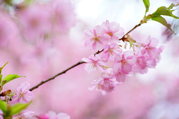 三浦海岸の桜と菜の花