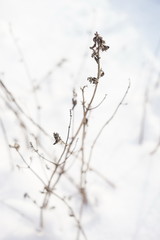 Dry wild flowers grow in white snowy field