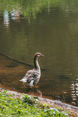 A Big Toulouse goose sits on the green grass in the park near lake