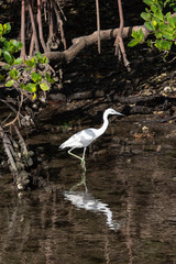 Immature little blue heron hunting on mangrove shoreline