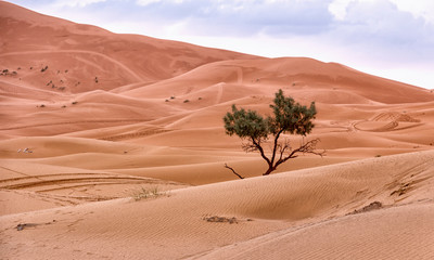 view of the desert in morocco