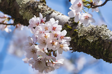 見頃を迎えた桜