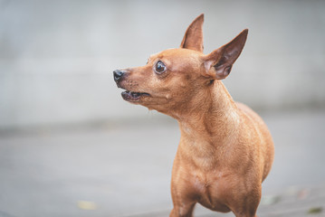 portrait of a dog