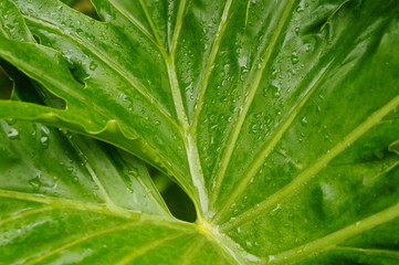 Green arum leaves