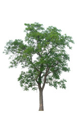 Tree with green leaves on a white background