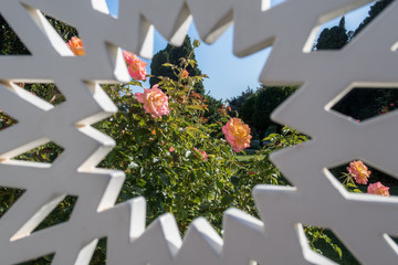 Fototapeta premium NICE, FRANCE - SEPTEMBER 13, 2017: Roses in the garden of franciscan monastery in Nice-Cimiez. A view through the aperture of a garden fence.