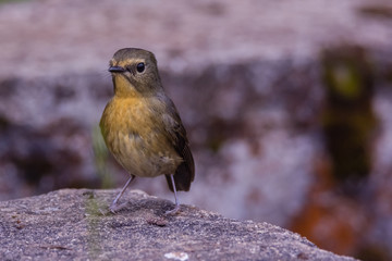 view of a beautiful bird in nature