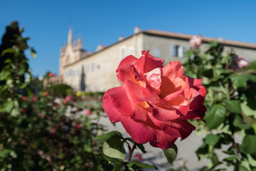 Fototapeta na wymiar NICE, FRANCE - SEPTEMBER 13, 2017: Rose in the garden of franciscan monastery in Nice-Cimiez