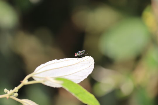 outdoors domestic fly insect resting on green leaf in berry garden at jaipur in India