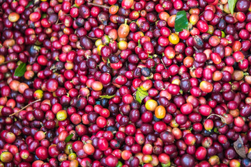 Fresh coffee cherry beans background.