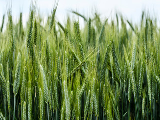 Wheat field