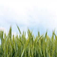 Obraz premium Wheat field