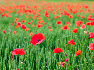 Red poppies