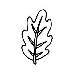 Cute oak leaf design element. Сoncept nature. Hand drawn vector illustration in doodle style outline drawing isolated on white background.