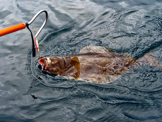 White halibut on the hook.