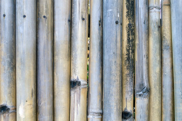 texture of bamboo sticks for background