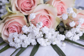 Beautiful pink and white roses on white backgraund