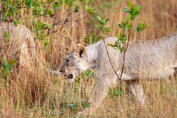 South African Lion in the Savanna