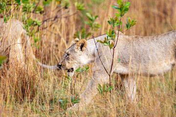 South African Lion in the Savanna