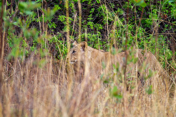 South African Lion in the Savanna
