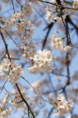 青空に映える桜