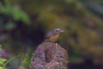 view of a beautiful bird in nature