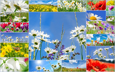 Collage of natural landscape and  beautiful spring background with colorful meadows, poppies, daisies, tulips and rapeseed under the bright sun in spring time. Germany in Europe.