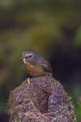 view of a beautiful bird in nature