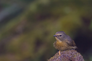 view of a beautiful bird in nature