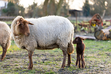 Kleines Lamm in der Abendsonne