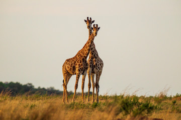Giraffe South Africa