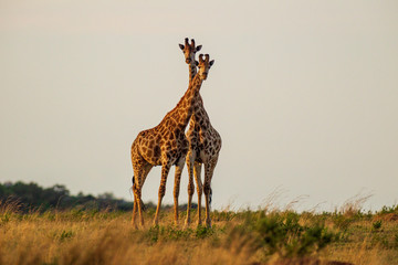 Giraffe South Africa
