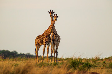 Giraffe South Africa
