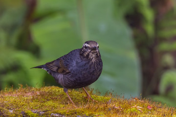view of a beautiful bird in nature