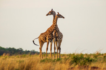 Giraffe South Africa
