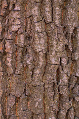 old tree bark texture