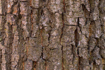 old tree bark texture