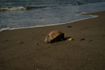 Eine gestrandete Kokosnuss am einsamen Strand von Panama auf der Karibikseite mit Fokus auf den Vordergrund und das Meer im Hintergrund.